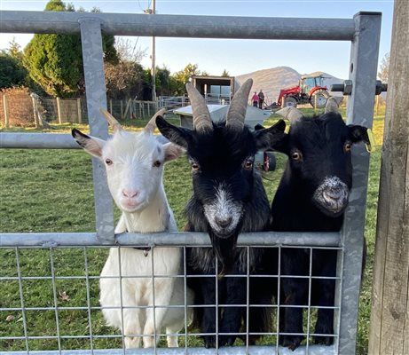 FRIENDLY ANIMALS FIELD WITH MISCHEVIOUS PYGMY GOATS 